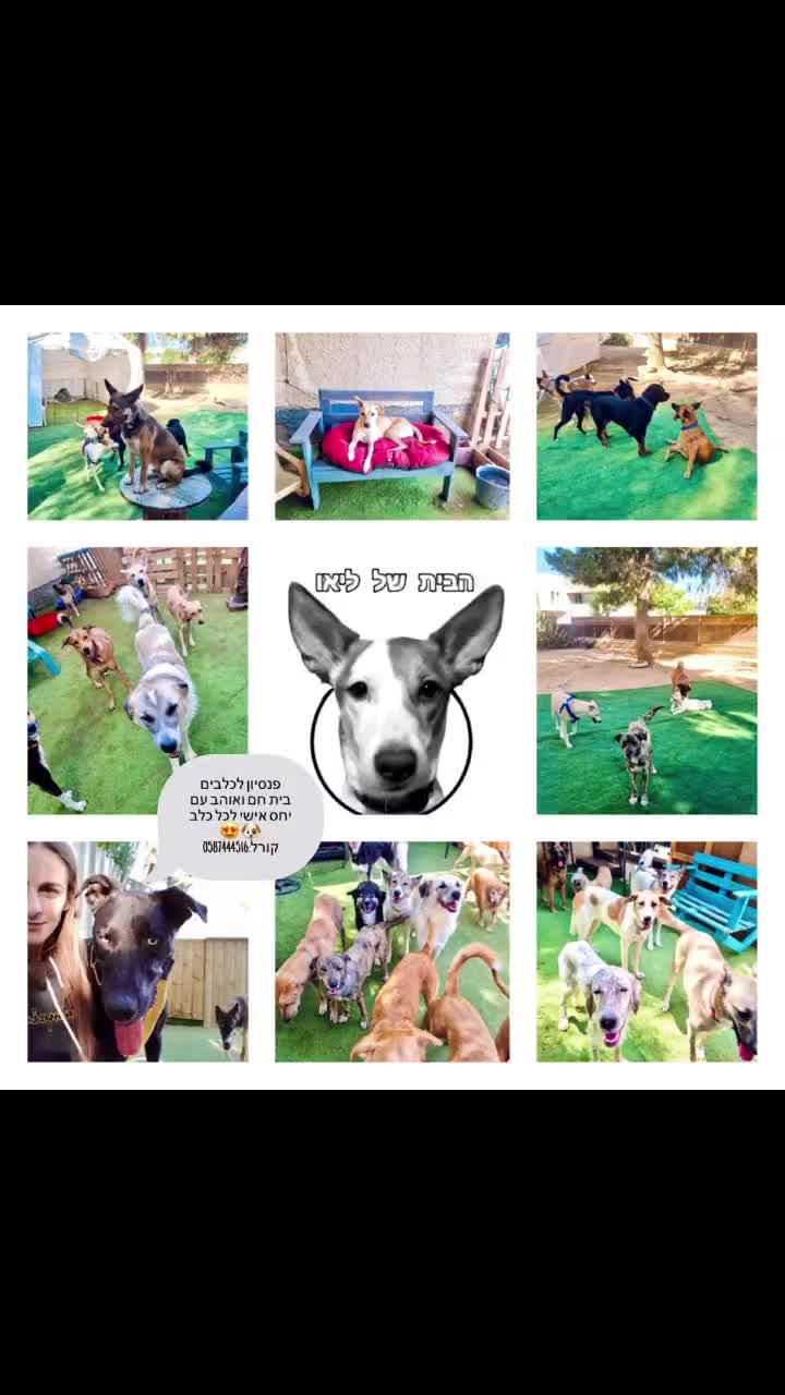 #כלבים #dog