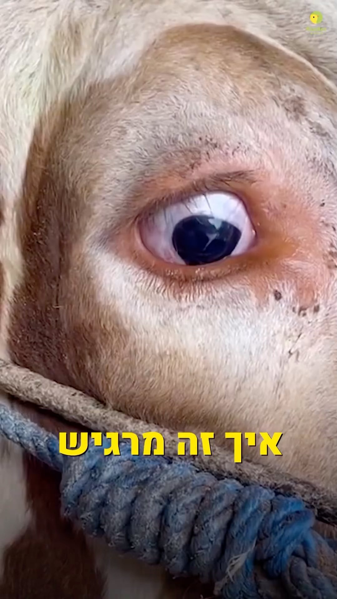 דיייייייייייייייייייייייייכבררררררר.מה לא מובן ??????
חראםםם!!!האנושות איבדה את זה לגמריייייייי
כבר מתחילת הבריאה היה אסור לאכול חיות.
בזמני בראשית כל העשר הדורות הראשונים לא אכלו חיות.
כהתהלכנו 40. שנה במדבר על מנת להזדכות הנשמה והלב
לא אכלנו בשר/חיות.אך כשכמעט הצלחנו להגיע לגמר תיקון
אז הערב רב אמרו למשה רבינו אנחנו רוצים לאכול בשר
במידה ולא תתן לנו לאכול בשר,נאכל את האחד ואת השניה.
משה אמרה להם שזה לא מעשה טהור והבורא בתוכינו.
וזה יקטע את התיקון שלנו אמר משה רבינו.
אמרו זה לא מעניין.בורא עולם ראה שהם מתחילים לבשל
ילדים בתוך סירים,אמר למשה עזוב אותם,אני יוצא מתוכם.
הם לעולם לא יראו אותי.קח לך חוקים מה לאכול ומה לא לאכול
מה שמפריס פרסה ומעלה גרע לאכול ואת השאר אתם מכירים אני מקווה .במידה ולא מכירים יש ספר דברים.
את מה שהתיר לאכול הן חיות תמימות עם רגש שאוכלות
רק מן האדמה וזאת על מנת שנוכל להמשיך לתקן
ועל מנת שנהיה תמימים.לכן החיות הללו בוכות,רגישות .
מה שעשינו זה אנסנו את היוצר שלנו וניצלנו את אהבתו
כשלמה המלך רצה להכנס לבית המקדש
אמר לו הבורא על תאכל חיות/בשר.על תשתה יין/אלכוהול
ועל תקיים יחסי אישות/יחסי מין.כל העוסק בזה אינו טהור
הבורא שלנו הוא טוב ומיטיב והוא טהור ואי אפשר להתמזג
במידה ואנחנו בתאווה ב לצרוך מבחוץ ולספק את הגוף
ועוד מה ?מספקים ברעלים .לאכול בשר זה להרעיל את הדם.
דם/נפש.אנחנו מחליאים את הנפש.
עכשיו גם לחיה יש תכונה .אחד טורף והשני נטרף/סובל.
אז אם אוכלים חיה שטורפת,אז מכניסים את התכונה בתוכינו.
במידה ואכלת טורף,נהפכת לטורף.
במידה ואכלת נטרף/סובל,אז הנשמה שלך תסבול
תכונה זה בלשון תוכנה/תוכנת מחשב
אכלת חיה כלשהי ואו נגזרת ממנה כמו חלב,קבלת וירוס.
הנפש מתחילה להיות חולה.הדם מורעל.
כשאוכלים חיות לוקח בין 8-10שעות זמן עיכול.
מה גם מעיד על שזה מעייף את המערכת והורסת המון תאים.
זה רק על קצה המזלג אחים ואחיות ואני מדבר מתוך נסיון .
כמובן שהבורא התיר לאכול וזאת בכדי שלא נאכל אחת את השניה ונהיה בשמחה וכי השמחה מרפאה הכל.
הבורא יצר מערכת עולמית מטורפת.
הוא ידע שברגע שנהיה בשמחה תהיה לנו הזדמנות לתקן.
ויטמינים.היום הוויטמינים שבאים מאכילת חיות אינם נספגים.
לא b12 ולא נעליים.אז אני שואל למה?למה לקחת חיים למישהו?למשהו?חי ונושם ושגם מזיל דמעה.למה?
למה עד היום לא מבינים את היוצר הגאון שלנו שאוהב אותנו.
הוא אוהב אותנו באהבה שאינה תלויה בדבר ואינו שופט .
אך זהו נגמר הזמן.עכשיו זה הזמן שהוא מגיע לעשות שוב סדר
למה????כי באנו לתקן. אוהב אתכם ואתכן.